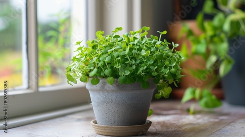 A small potted plant, bringing a touch of nature into any indoor space