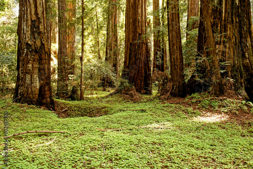 Tall Redwoods and Clover at Armstrong Redwoods State Natural Reserve, California, USA photo