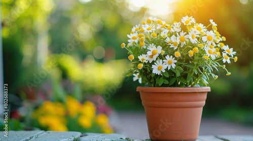 Vibrant and Fresh White Daisy Flowers Blooming in a Terracotta Pot on a Sunny Day