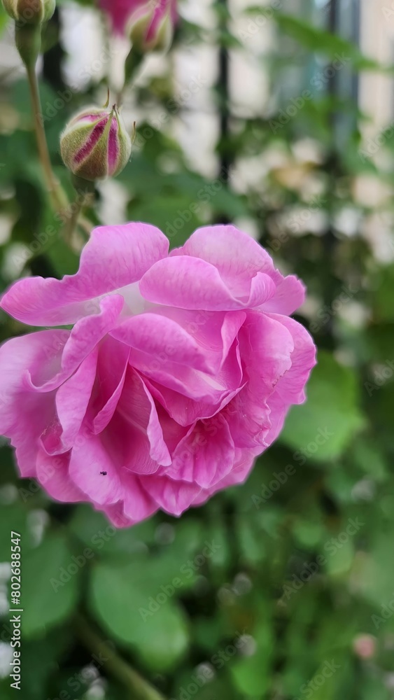 A pretty flower with no name A pretty flower with no name