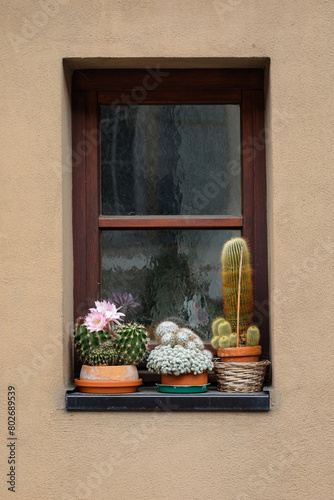 Outdoor window with collection of cacti decorative