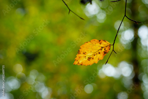 Close-up yellow hornbeam leaf in fall autumn