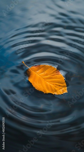 autumn leaves reflecting and floating on water