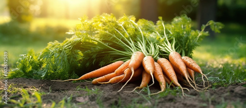 A bunch of fresh carrots