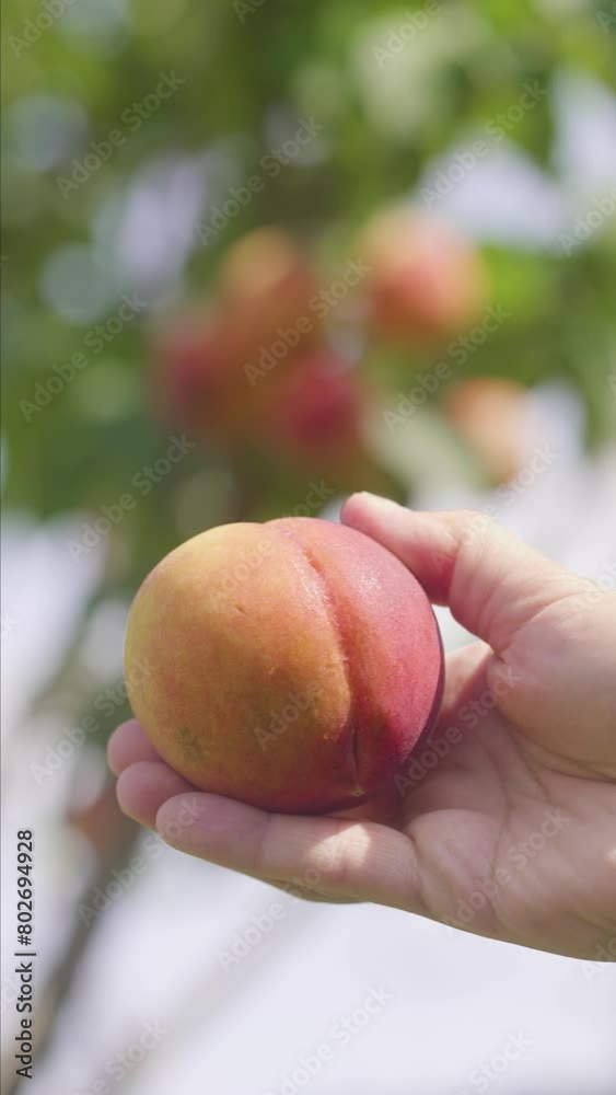 vertical close up of peach organic natural fruit picking with plantation on the background 