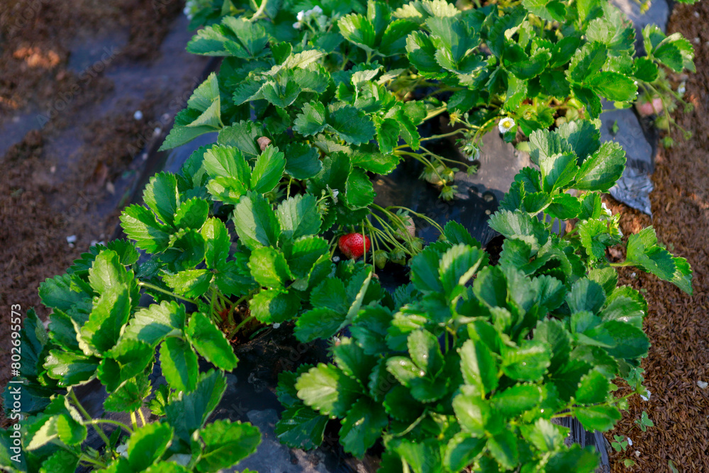 The farm cultivates organic, fresh strawberries and operates a growing business.
