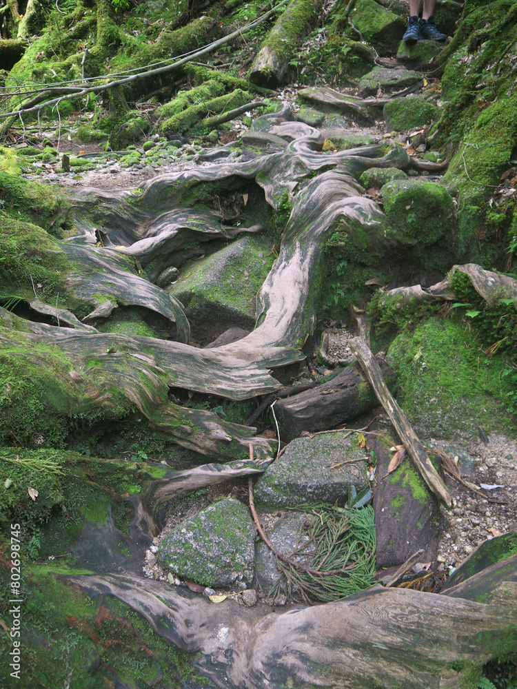 Hiking by Natural footpath with old tree roots on moss covered stones in Yakushima green mystical forest Hiking by Natural footpath with old tree roots on moss covered stones in Yakushima green mystical forest