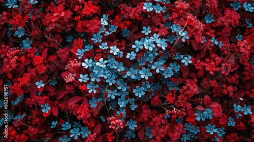 Aerial shot of a floral pattern with a natural heart shape formed by a cluster of blue flowers amidst a field of red blooms