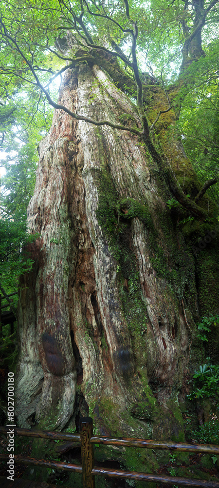 Looking up to the top of Kigensugi old giant moss covered yakusugi cedar tree in Yakushima mystical green forest, vertical panorama Looking up to the top of Kigensugi old giant moss covered yakusugi cedar tree in Yakushima mystical green forest, vertical panorama