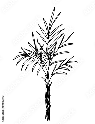 Palm tree isolated on white background. Tropical plants. Nature and vegetation. Simple black outline vector drawing. Sketch in ink.