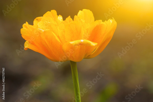 Blooming orange terry tulip bud