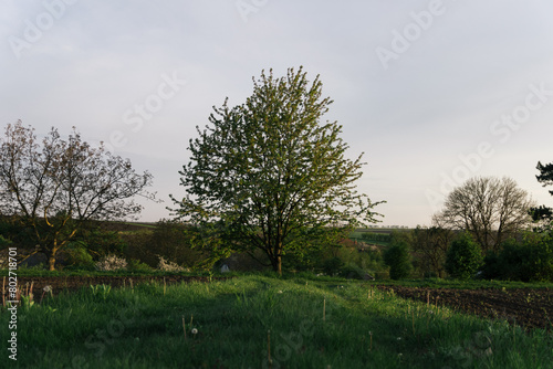 landscape with trees