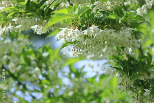 新緑とエゴノキの花 photo