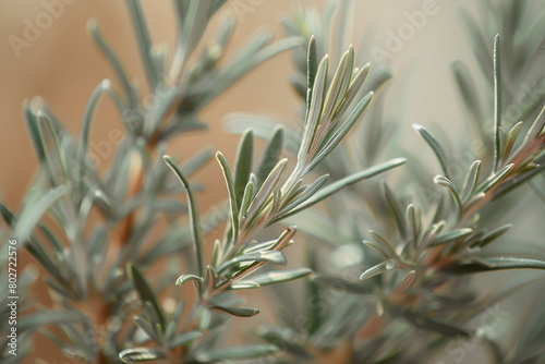 A close-up shot showcasing the vibrant hues and delicate textures of dried rosemary leaves against a neutral background.