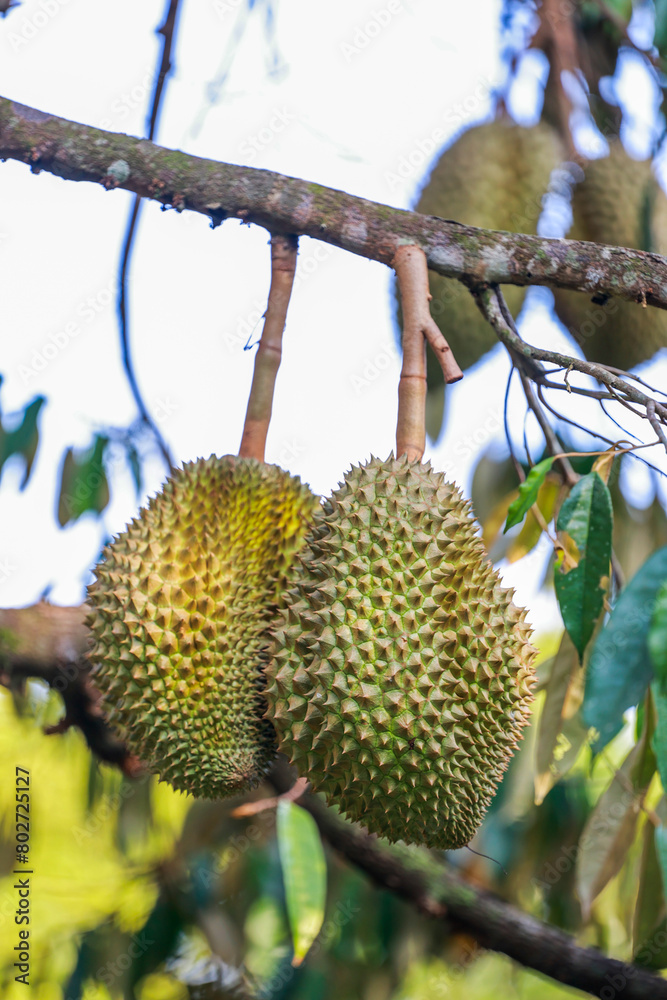 The Durian fruit grows on a tree native to Southeast Asia. Known for its spiky husk and pungent smell The Durian fruit grows on a tree native to Southeast Asia. Known for its spiky husk and pungent smell