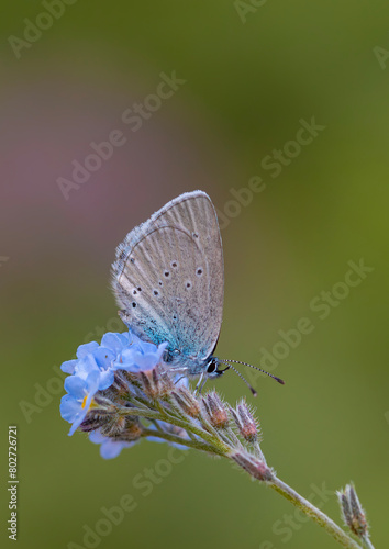 tiny blue butterfly feeding on purple flower  Staudinger s Blue  Cupido staudingeri