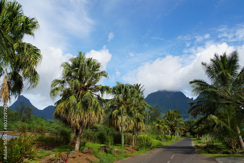 Fototapeta premium Landscape of Moorea Island