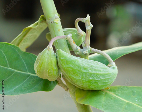 The pods of the Calotropis gigantea tree have green fruits with soft skin and white patches scattered throughout the pods. Shaped like a boat, crown flower pods are on the dahlia tree.