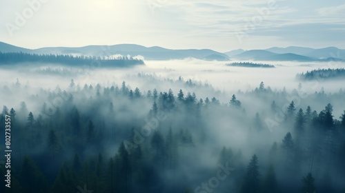 Photograph of a foggy forest. Misty Forest Aerial Photograph with Pine Trees. Foggy, Atmospheric Nature Background