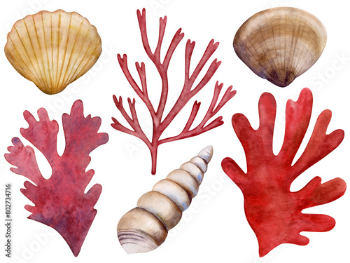 A set of seashells and red algae. Marine theme. Watercolor illustration