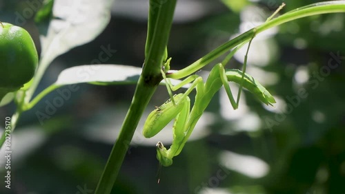 Close up of a praying mantis on a plant photo