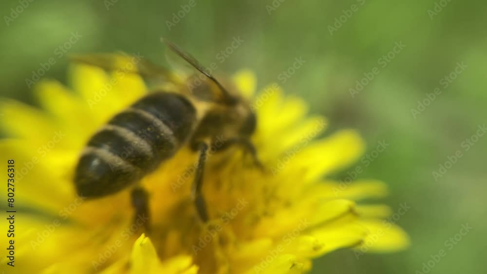 A bee collects pollen on a flower A bee collects pollen on a flower