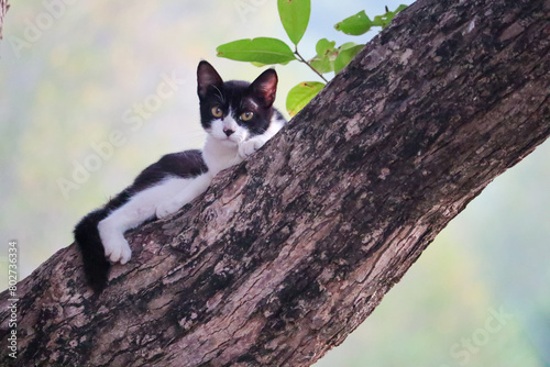 Black and white cat lie on tree with green background blurred