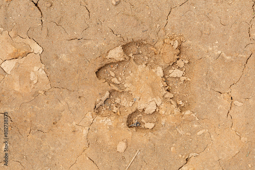 Wolf footprint in the dry mud. Canis lupus.