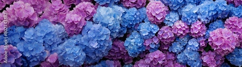 Selective focus on beautiful bush of blooming blue, purple Hydrangea or Hortensia flowers (Hydrangea macrophylla) and green leaves under the sunlight in summer. Natural background. © May