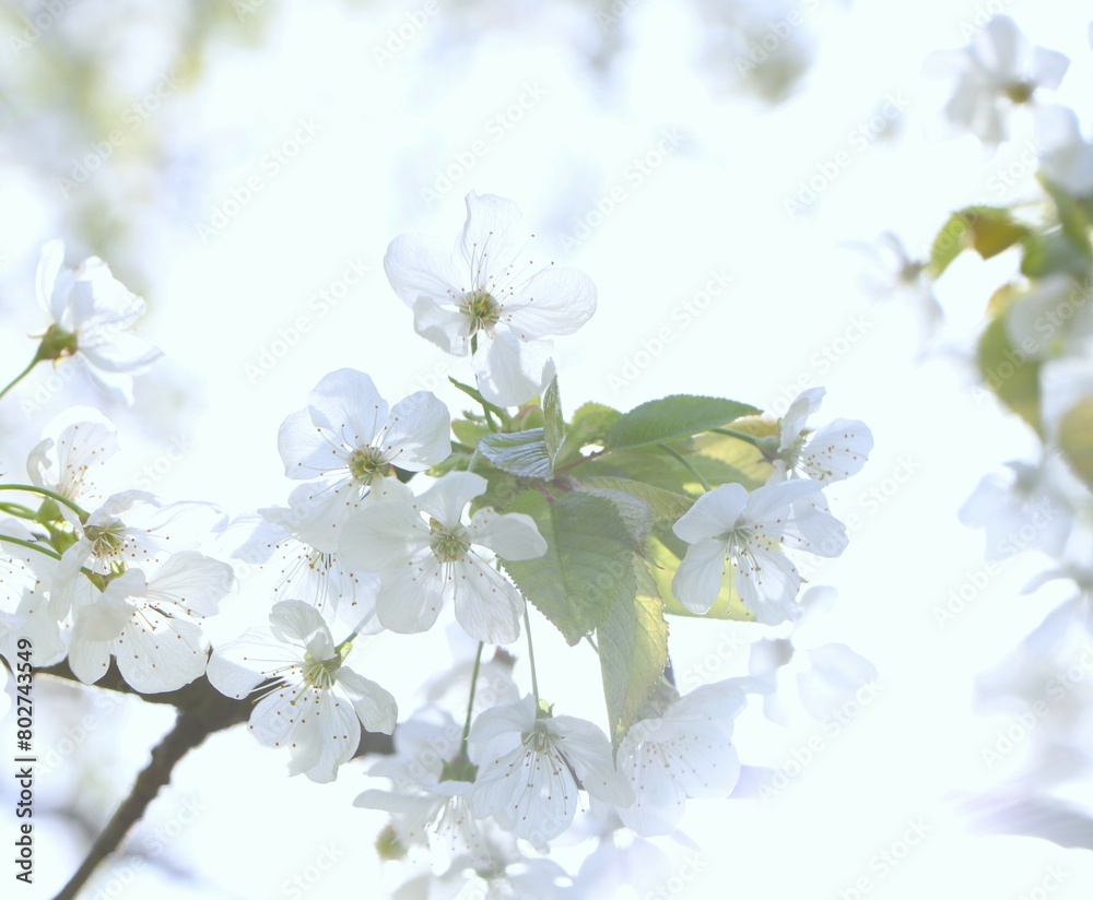Fototapeta premium sunbeams filter through blooming tree branches with white flowers. concepts: sunlit garden, path to serenity, background for meditation apps or inspirational quotes, tranquil retreat, relaxation