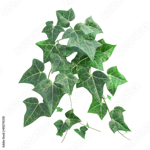 Trail realistic ivy leaves isolated on transparent background