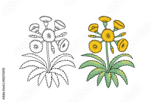 Monochrome and colorful Canary islands stylized wild tree sonchus flower motif isolated on white background photo