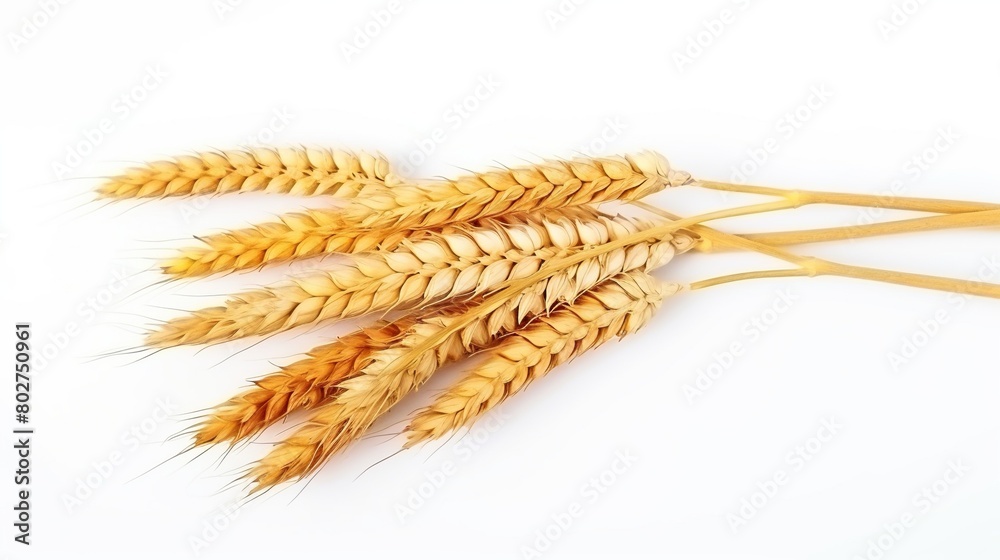 Golden ripe wheat old stalk ready to be harvested isolated on white background. Golden ripe wheat old stalk ready to be harvested isolated on white background.