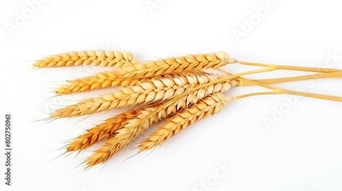 Golden ripe wheat old stalk ready to be harvested isolated on white background.