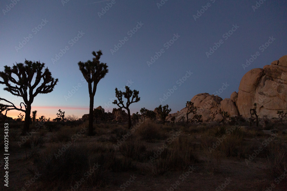 Twilight descends on a tranquil Joshua tree desert
