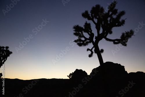 Silhouette of a Joshua tree under a twilight gradient