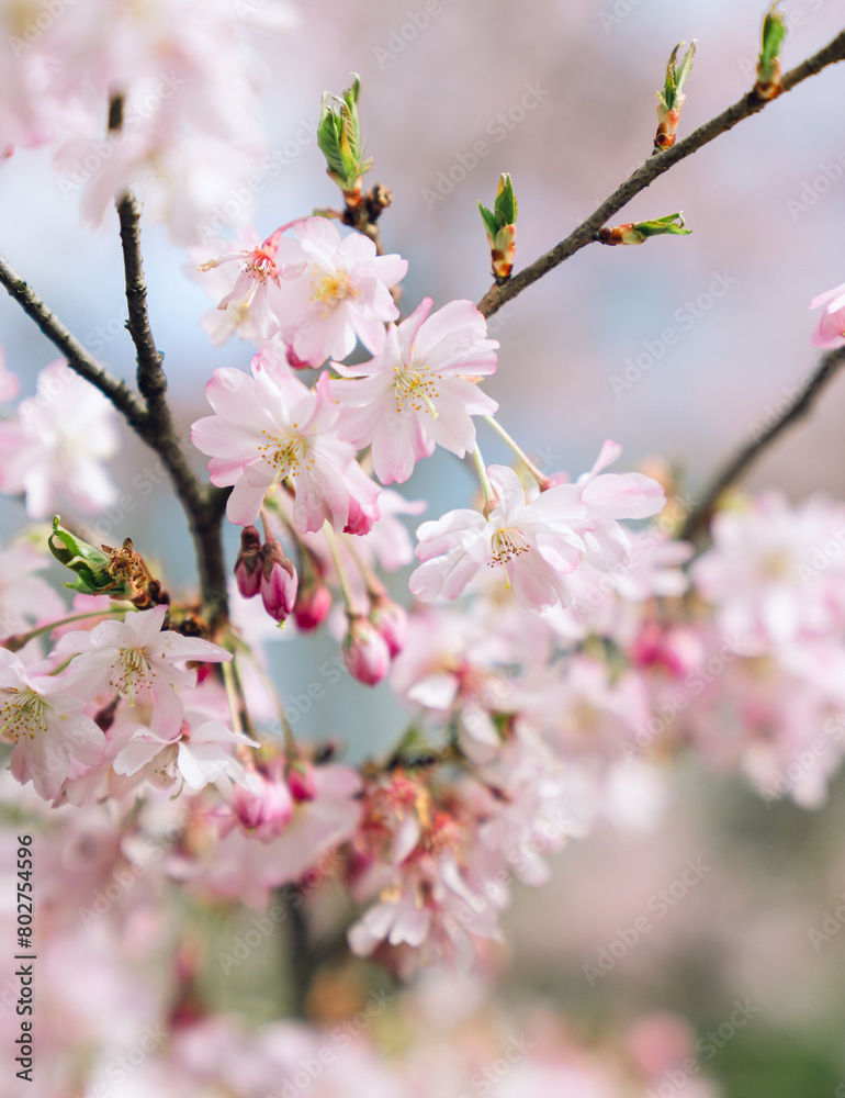 Close-up of a Cherry Blossom Blooming on A Tree Branch Close-up of a Cherry Blossom Blooming on A Tree Branch