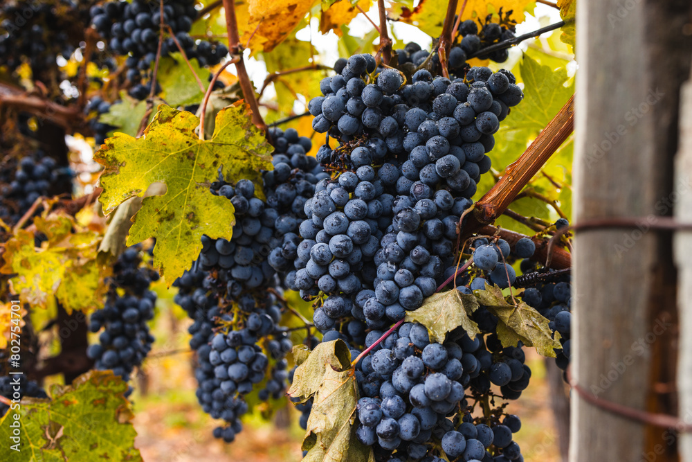 Obraz premium Close-up view of ripe red grapes on the vine in the fall