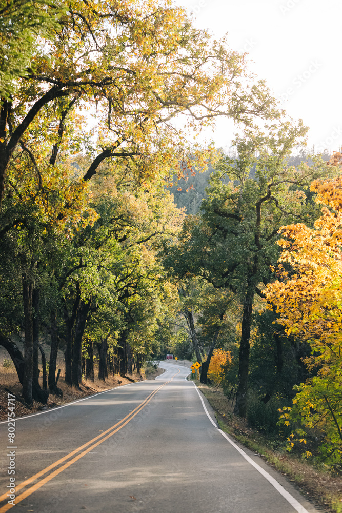 Scenic road among autumn trees