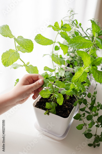 Child's hand tending to indoor herb garden in sunlight