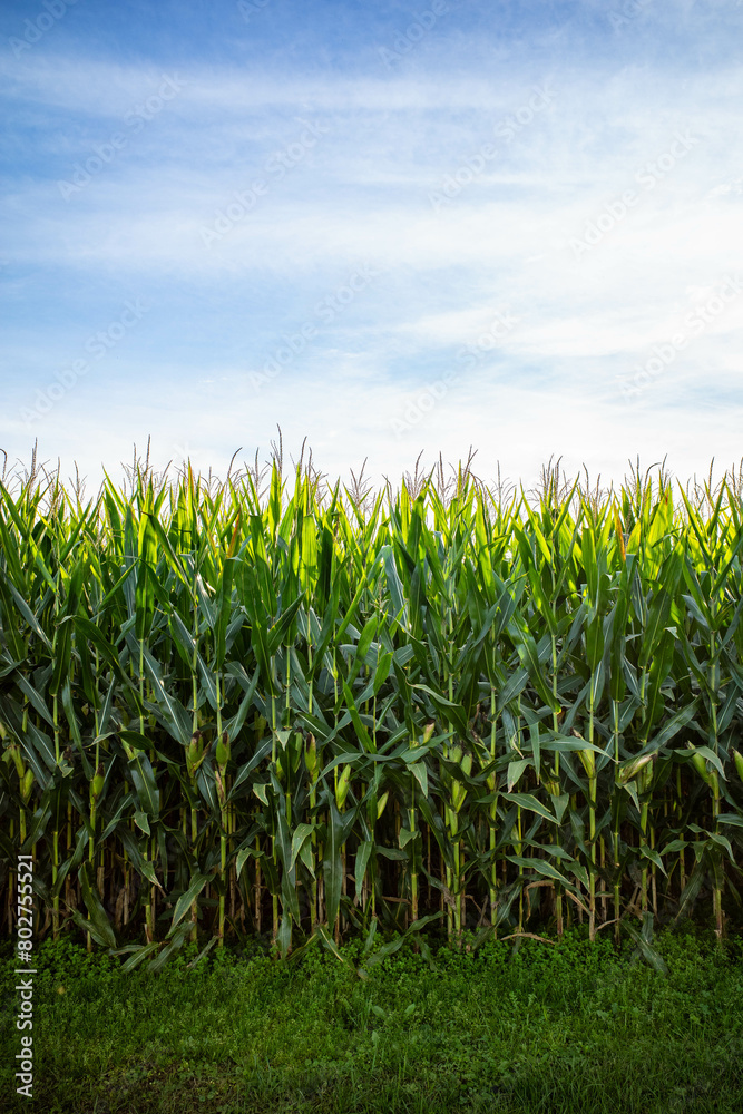 Obraz premium Corn Growing Against Blue Sky