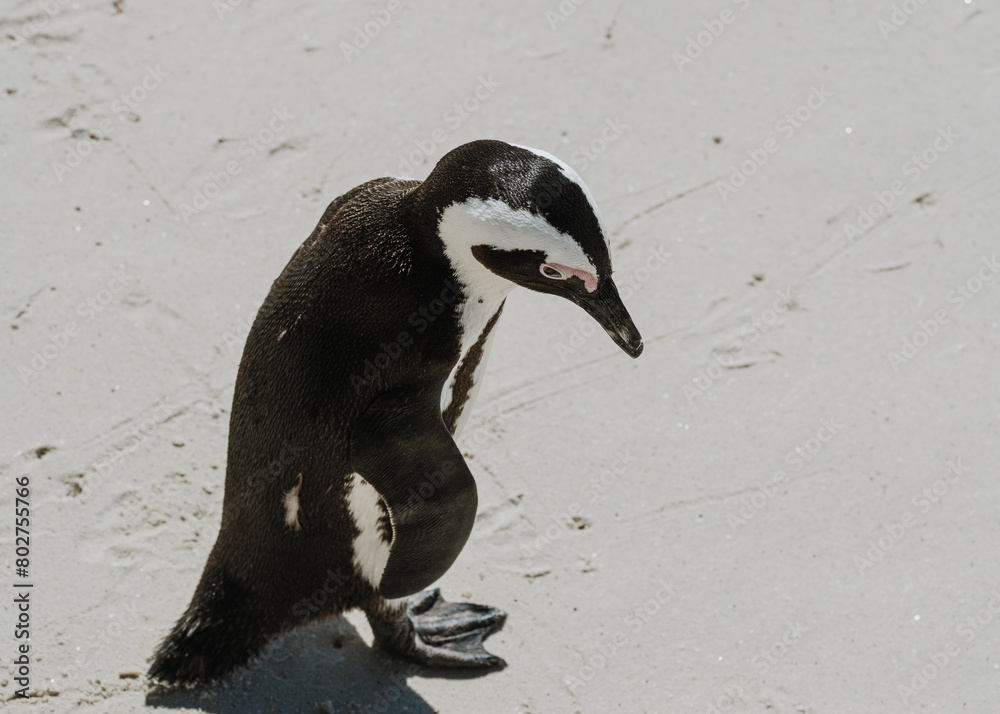 Obraz premium Penguin sees his shadow in the sand