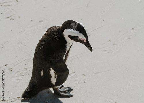 Penguin sees his shadow in the sand