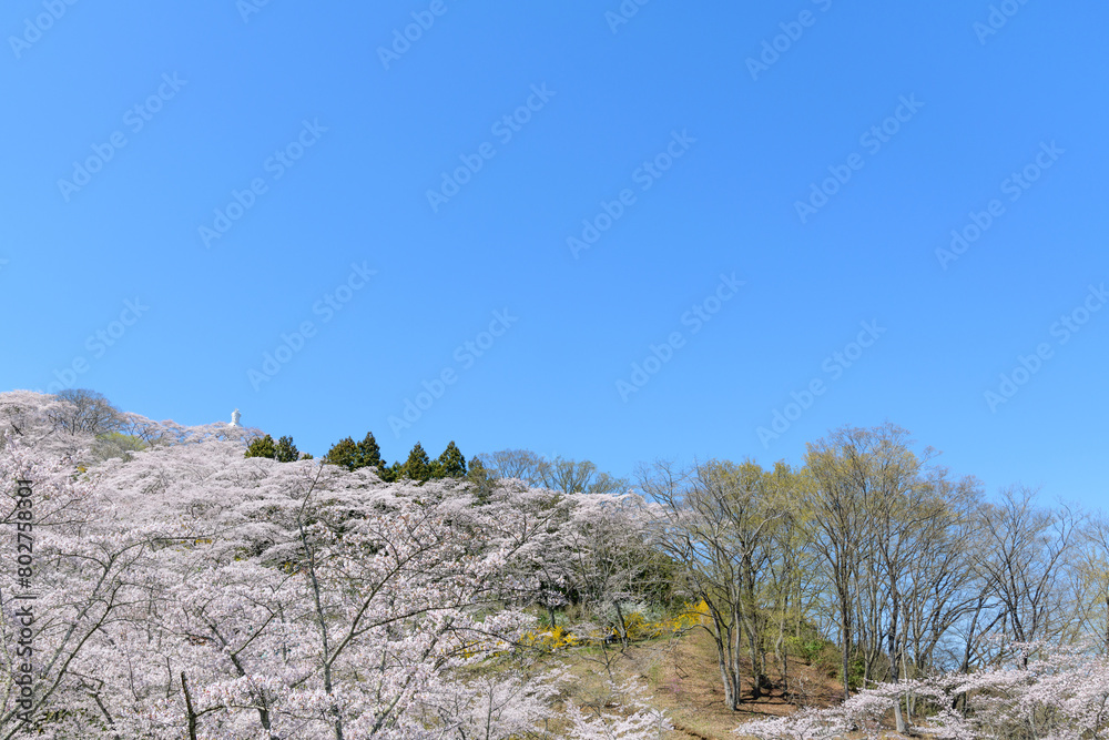 桜 船岡城址公園から一目千本桜を歩く
