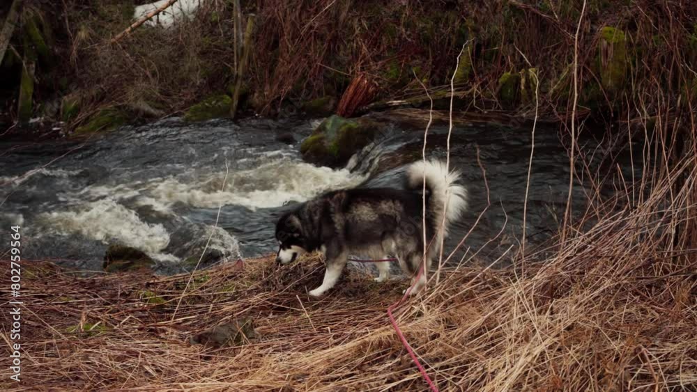 Alaskan Malamute Dog Near Forest Stream In Indre Fosen, Norway - Wide Shot Alaskan Malamute Dog Near Forest Stream In Indre Fosen, Norway - Wide Shot