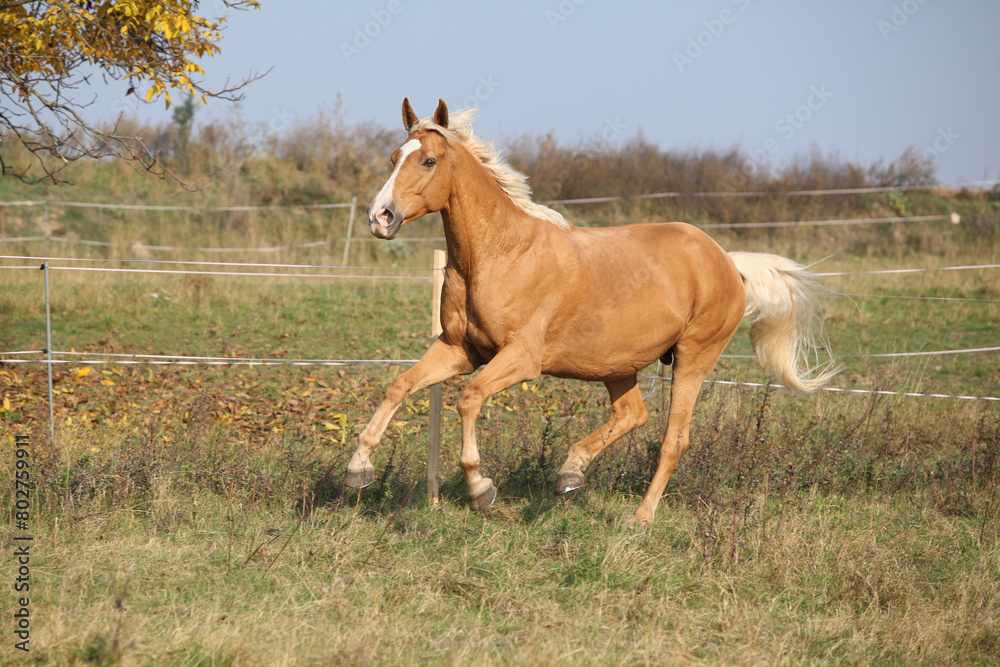 Nice big warmblood running on pasturage Nice big warmblood running on pasturage