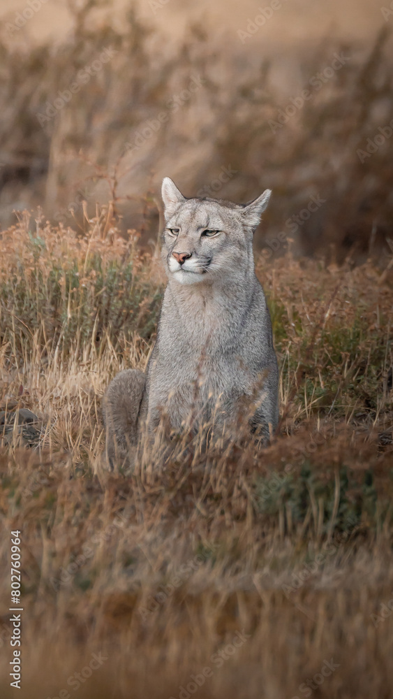 Obraz premium Puma in Torres del Paine National Park, Patagonia, Chile