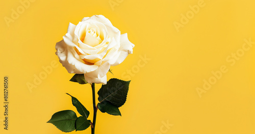 Elegant white rose on yellow backdrop