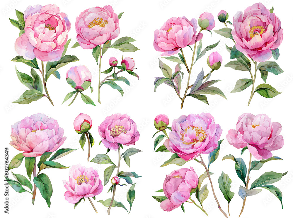 Floral roses elements set. Watercolor botanical illustration of tulip, peony, rose flowers and leaves. Natural objects isolated on white background, romantic hand painted summer purple, pink flowers