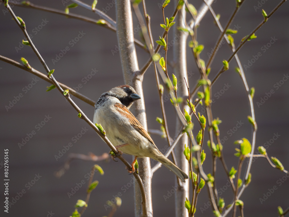 Obraz premium sparrow in spring